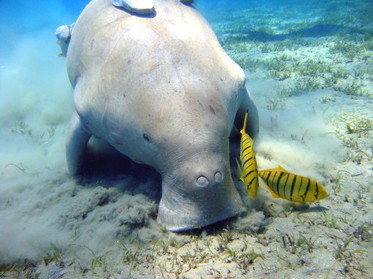 dugong Birmania