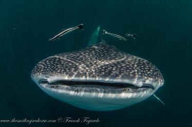 tiburón ballena en Richelieu Rock