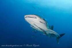 tiburón ballena Mergui