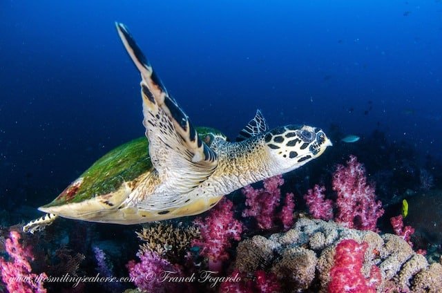 tortuga carey sobre arrecife