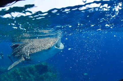 tiburón ballena bajo la superficie