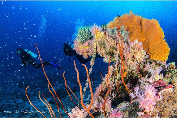 buceo con abanicos del mar en el archipiélago de Mergui
