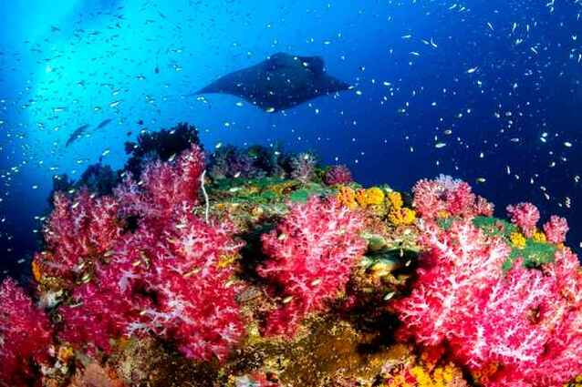 colores submarinas archipiélago de Mergui
