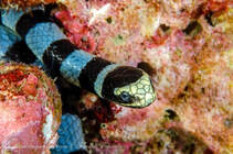 serpiente de mar 