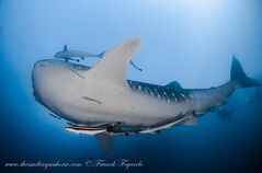 tiburón en Similan