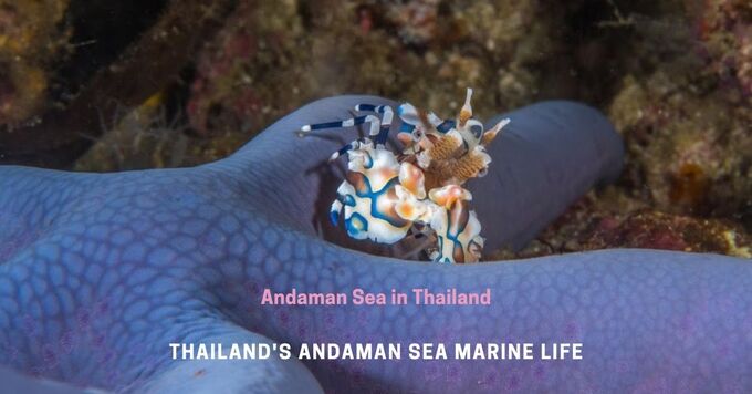 vida marina Andaman